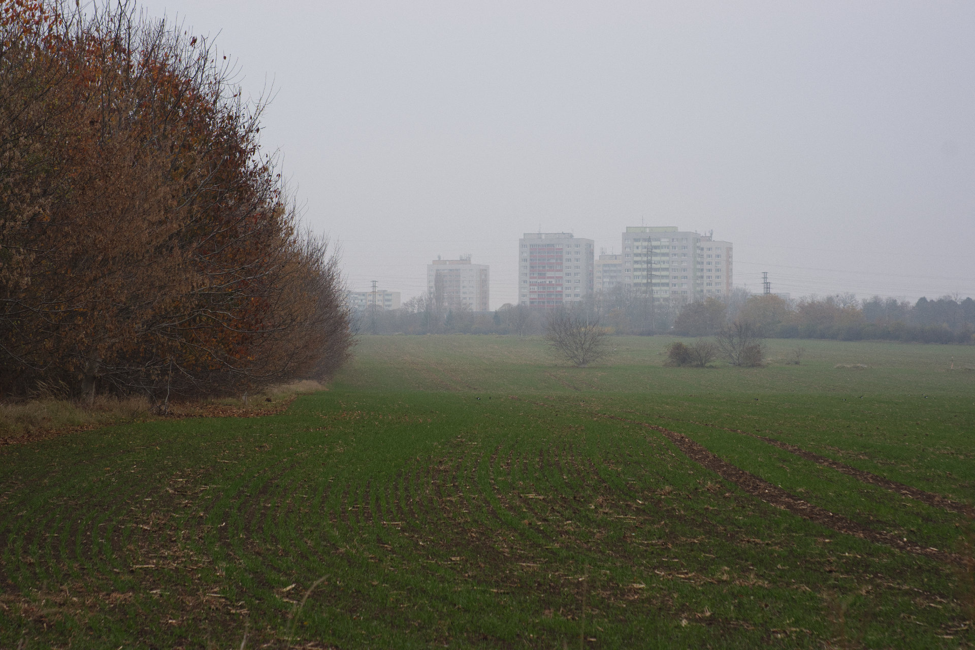 a landscape photo of a field covered in fog, there are a few shrubs in the middle of it and blurry apartment buildings in the background